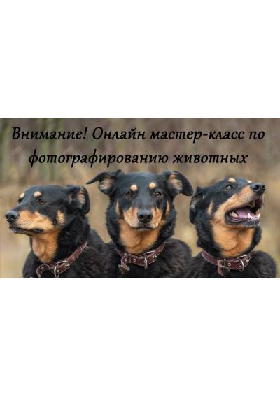 Afisha-go. Афиша мероприятий: Мастер-класс по фотографированию домашних животных
