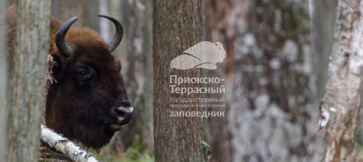 Afisha-go. Афиша мероприятия: Приокско-Террасный государственный биосферный заповедник Afisha-go. Афиша мероприятия: Приокско-Террасный государственный биосферный заповедник