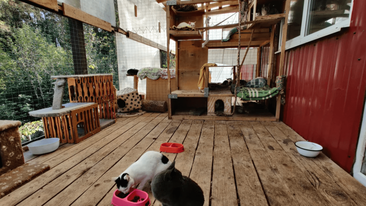 Afisha-go. Афиша мероприятия: Зоозащитный центр «Новый Ковчег» Afisha-go. Афиша мероприятия: Зоозащитный центр «Новый Ковчег»