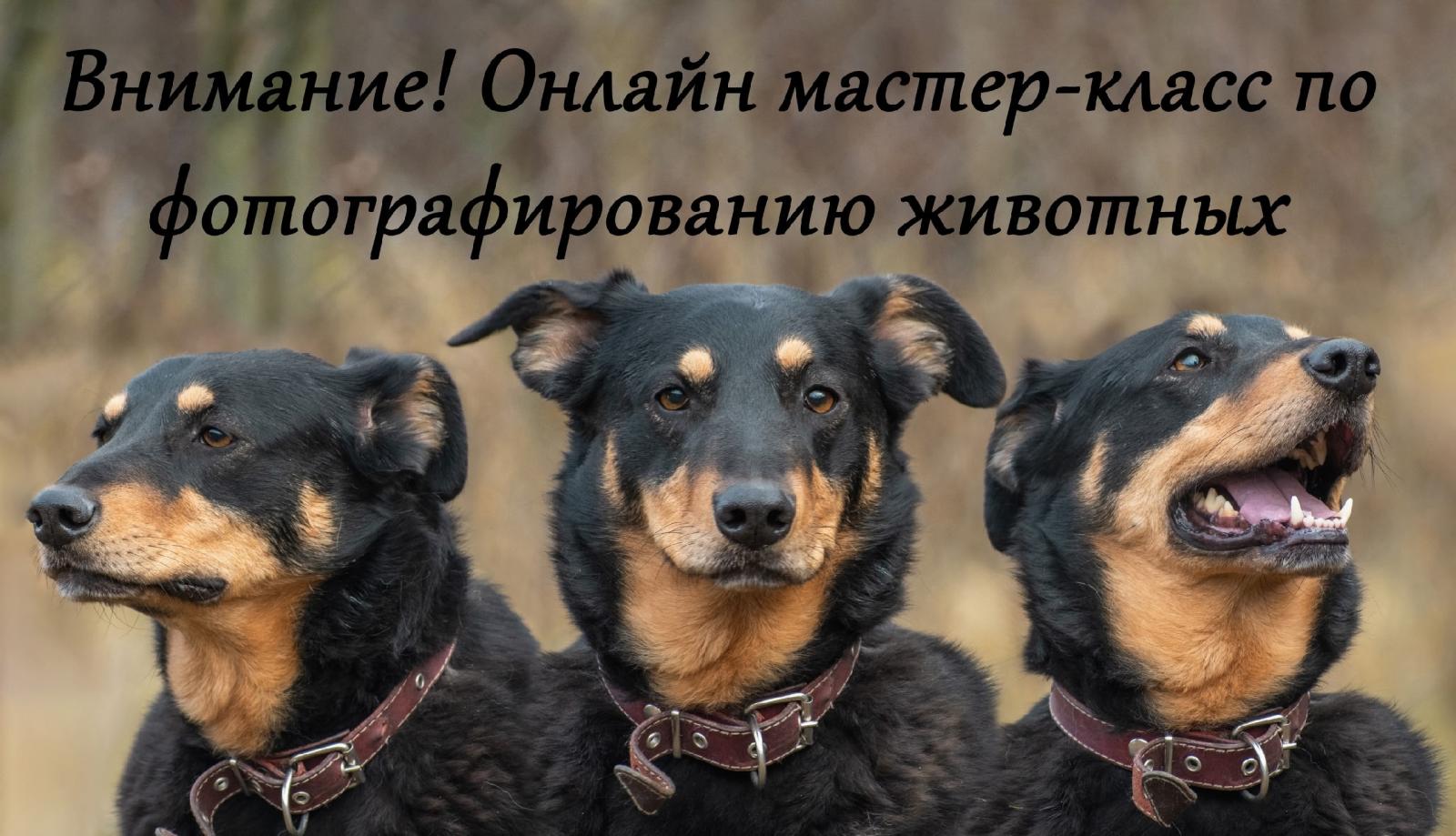 Мастер-класс по фотографированию домашних животных