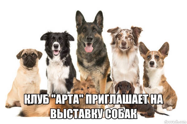 Выставка собак